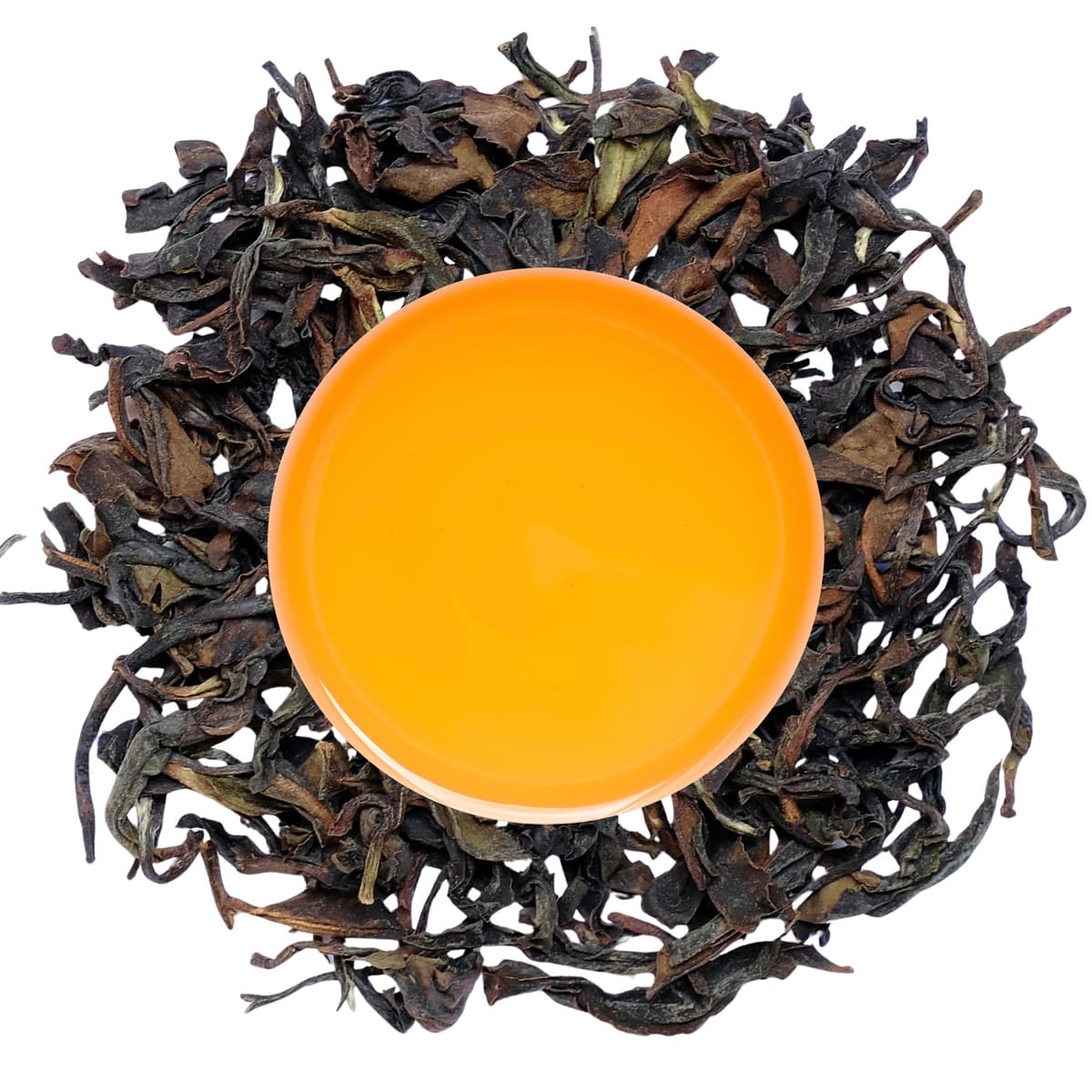 Kangra Amber SF 2026